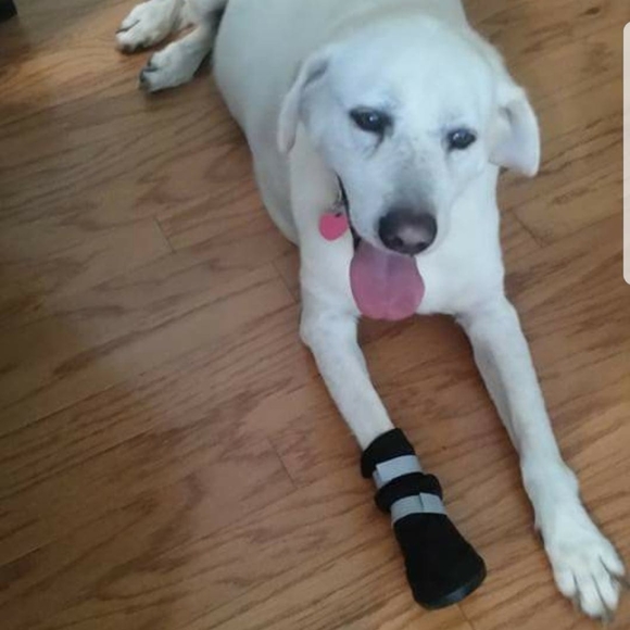 Meet your Posher, Sharon - Picture 1 of 1